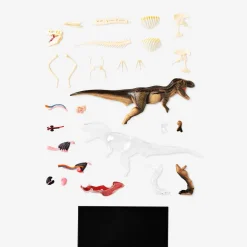 Flying Tiger 3D-anatomisk modell. Tyrannosaurus rex^ Leksaker För Lärande|Pedagogiska Leksaker & Instrument